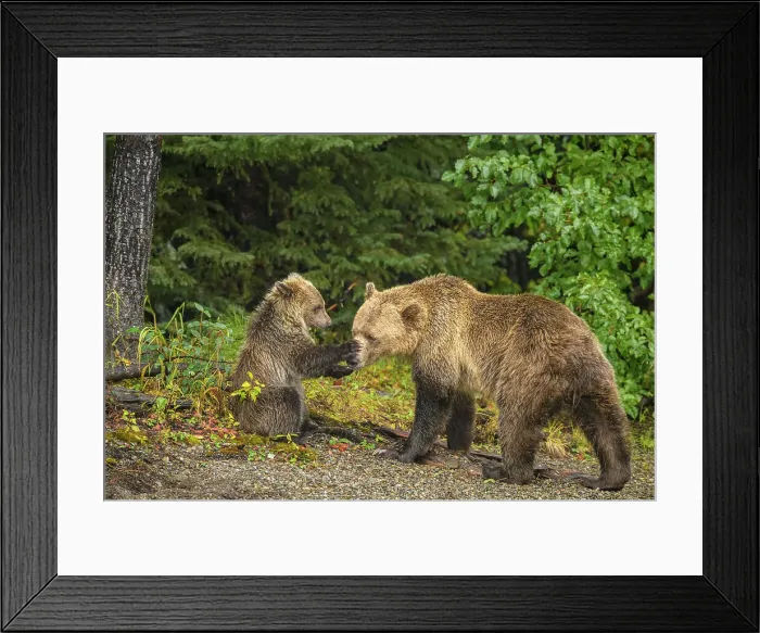 Framed Print : Grizzly bear (Ursus arctos)- First-year cub interacting playfully with mother on shore of the Chilko River, Chilcotin Wilderness, BC Interior, Canada Framed Print : Grizzly bear (Ursus arctos)- First-year cub interacting playfully with mother on shore of the Chilko River, Chilcotin Wilderness, BC Interior, Canada