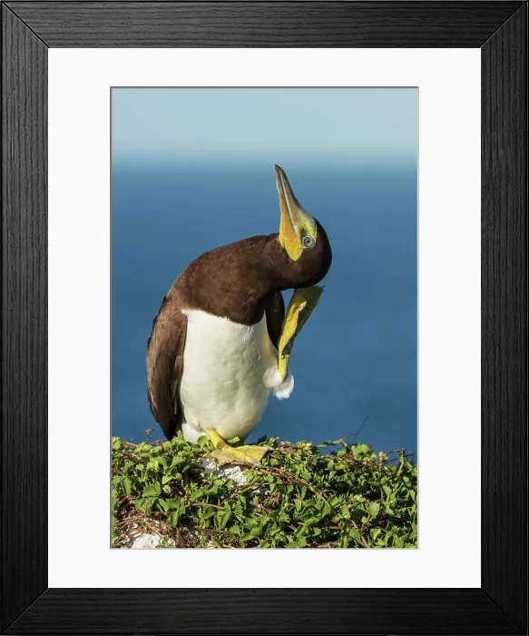 Framed Print : Brown Booby (Sula leucogaster) male scratching, Cayman Brac, Cayman Islands, British West Indies Framed Print : Brown Booby (Sula leucogaster) male scratching, Cayman Brac, Cayman Islands, British West Indies