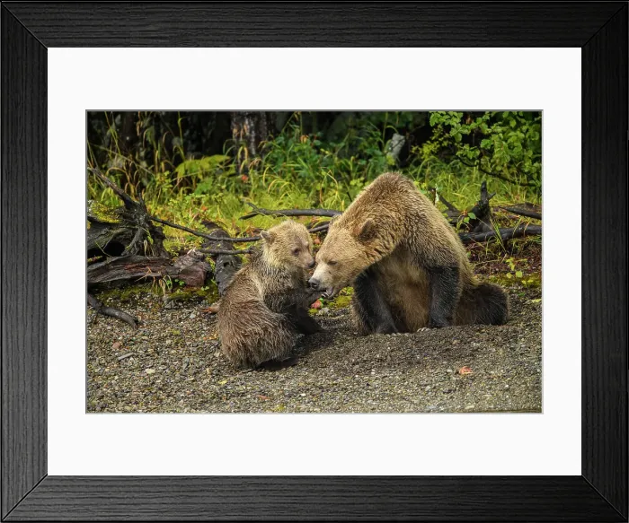 Framed Print : Grizzly bear (Ursus arctos)- Mother and cub resting in the gravel along the shore of the Chilko River, Chilcotin Wilderness, BC Interior, Canada