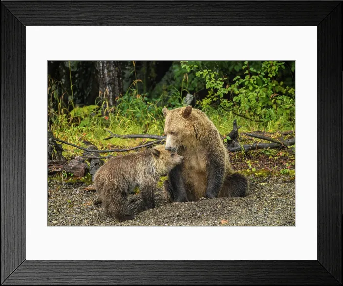 Framed Print : Grizzly bear (Ursus arctos)- Mother and cub resting in the gravel along the shore of the Chilko River, Chilcotin Wilderness, BC Interior, Canada Framed Print : Grizzly bear (Ursus arctos)- Mother and cub resting in the gravel along the shore of the Chilko River, Chilcotin Wilderness, BC Interior, Canada