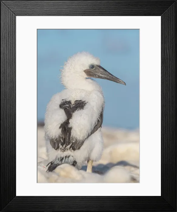 Framed Print : Brown Booby (Sula leucogaster) chick, Cayman Brac, Cayman Islands, British West Indies Framed Print : Brown Booby (Sula leucogaster) chick, Cayman Brac, Cayman Islands, British West Indies