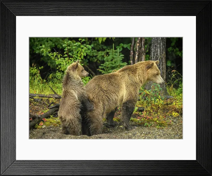 Framed Print : Grizzly bear (Ursus arctos)- Female and cub alert to the presence of a rival family along shore of the Chilko River, Chilcotin Wilderness, BC Interior, Canada Framed Print : Grizzly bear (Ursus arctos)- Female and cub alert to the presence of a rival family along shore of the Chilko River, Chilcotin Wilderness, BC Interior, Canada
