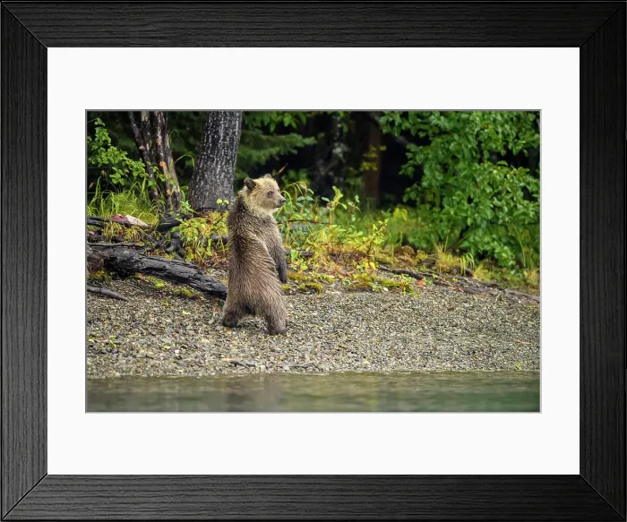 Framed Print : Grizzly bear (Ursus arctos)- Female and cub alert to the presence of a rival family along shore of the Chilko River, Chilcotin Wilderness, BC Interior, Canada