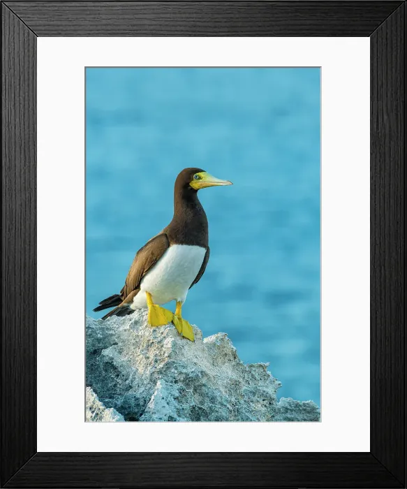 Framed Print : Brown Booby (Sula leucogaster) male, Cayman Brac, Cayman Islands, British West Indies Framed Print : Brown Booby (Sula leucogaster) male, Cayman Brac, Cayman Islands, British West Indies