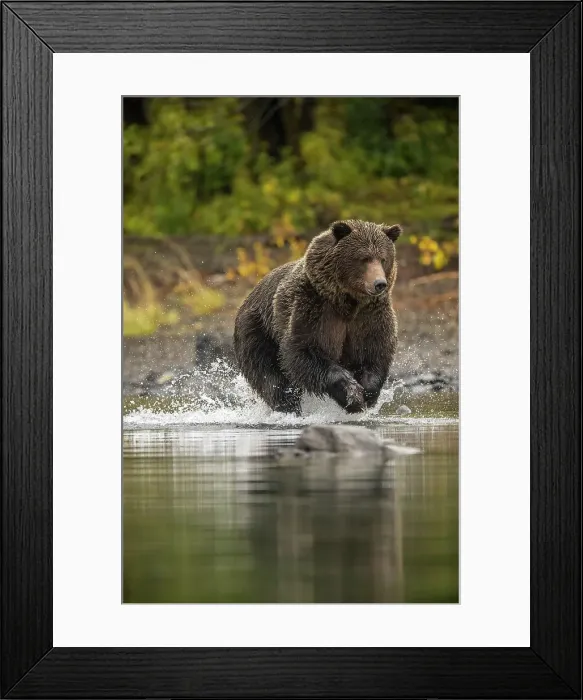 Framed Print : Grizzly bear (Ursus arctos)- Solitary bear attacking sockeye salmon spawning in the Chilko River, Chilcotin Wilderness, BC Interior, Canada Framed Print : Grizzly bear (Ursus arctos)- Solitary bear attacking sockeye salmon spawning in the Chilko River, Chilcotin Wilderness, BC Interior, Canada