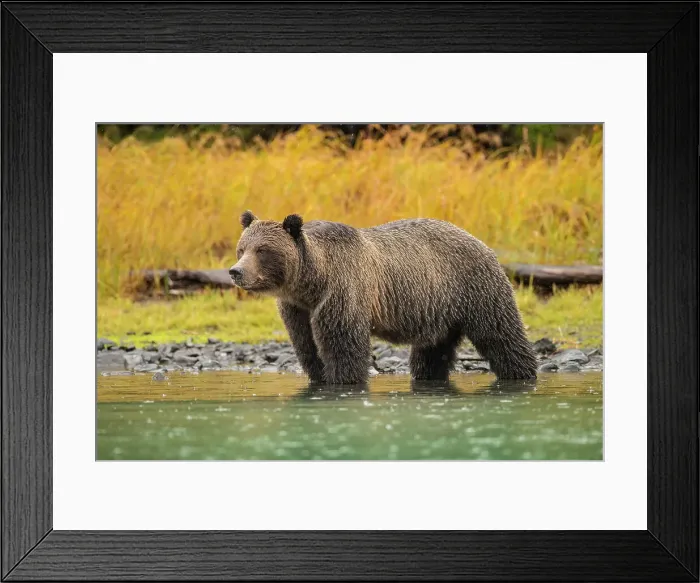 Framed Print : Grizzly bear (Ursus arctos)- Mother bear hunting sockeye salmon spawning in the Chilko River, Chilcotin Wilderness, BC Interior, Canada Framed Print : Grizzly bear (Ursus arctos)- Mother bear hunting sockeye salmon spawning in the Chilko River, Chilcotin Wilderness, BC Interior, Canada