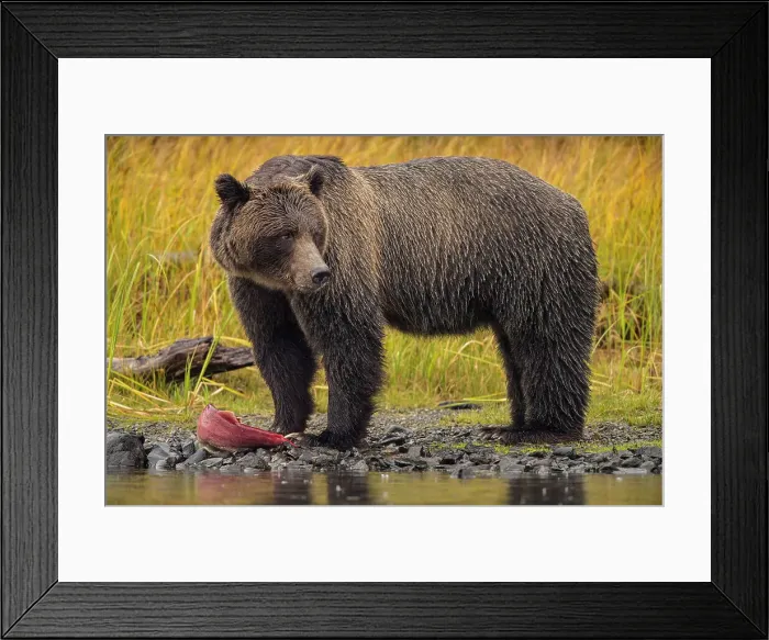 Framed Print : Grizzly bear (Ursus arctos)- Mother bear returning to shore with spawning sockeye salmon carcass retrieved from the Chilko River, Chilcotin Wilderness, BC Interior, Canada Framed Print : Grizzly bear (Ursus arctos)- Mother bear returning to shore with spawning sockeye salmon carcass retrieved from the Chilko River, Chilcotin Wilderness, BC Interior, Canada
