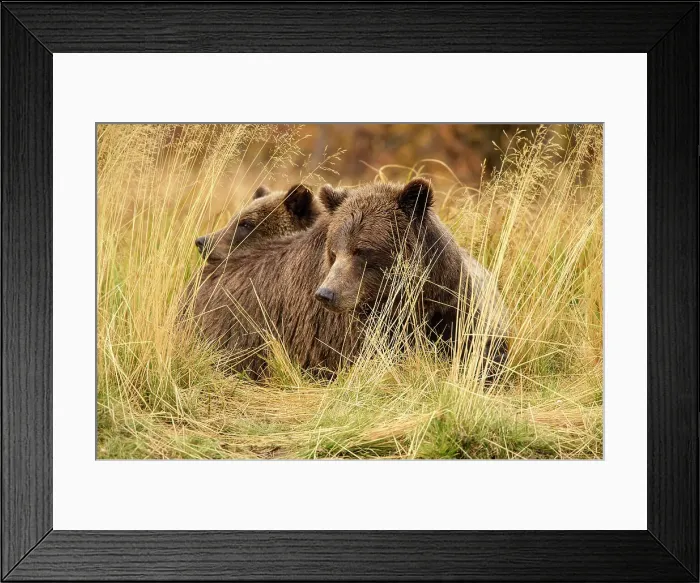 Framed Print : Grizzly bear (Ursus arctos)- Family hunting for spawning sockeye salmon along shore of the Chilko River, Chilcotin Wilderness, BC Interior, Canada Framed Print : Grizzly bear (Ursus arctos)- Family hunting for spawning sockeye salmon along shore of the Chilko River, Chilcotin Wilderness, BC Interior, Canada