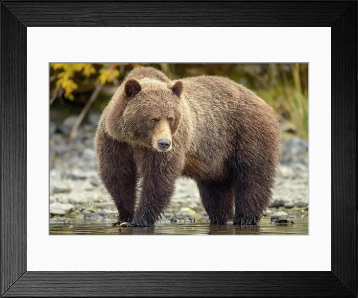 Framed Print : Grizzly bear (Ursus arctos)- Walking river shoreline in search of sockeye salmon, Chilcotin Wilderness, BC Interior, Canada Framed Print : Grizzly bear (Ursus arctos)- Walking river shoreline in search of sockeye salmon, Chilcotin Wilderness, BC Interior, Canada