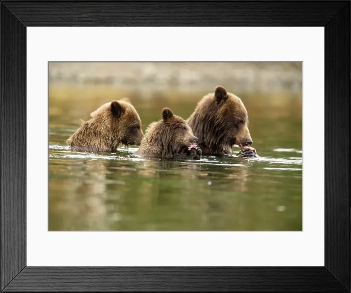 Framed Print : Grizzly bear (Ursus arctos)- Eating sockeye salmon in the Chilko River, Chilcotin Wilderness, BC Interior, Canada Framed Print : Grizzly bear (Ursus arctos)- Eating sockeye salmon in the Chilko River, Chilcotin Wilderness, BC Interior, Canada