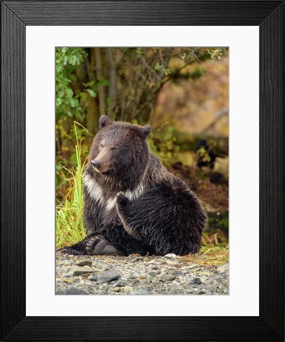 Framed Print : Grizzly bear (Ursus arctos)- Attracted to a sockeye salmon run in the Chilko River, Chilcotin Wilderness, BC Interior, Canada Framed Print : Grizzly bear (Ursus arctos)- Attracted to a sockeye salmon run in the Chilko River, Chilcotin Wilderness, BC Interior, Canada