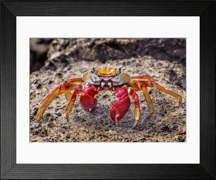 Framed Print : Sally LIghtfoot Crab, Cayman Brac, Cayman Islands, BWI Framed Print : Sally LIghtfoot Crab, Cayman Brac, Cayman Islands, BWI