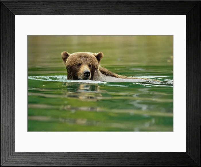 Framed Print : Grizzly bear (Ursus arctos)- Hunting sockeye salmon in a salmon river, Chilcotin Wilderness, BC Interior, Canada Framed Print : Grizzly bear (Ursus arctos)- Hunting sockeye salmon in a salmon river, Chilcotin Wilderness, BC Interior, Canada