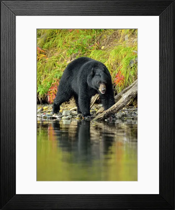 Framed Print : Black bear (Ursus americanus)- Searching for spawning sockeye salmon, Chilcotin Wilderness, British Columbia, Canada Framed Print : Black bear (Ursus americanus)- Searching for spawning sockeye salmon, Chilcotin Wilderness, British Columbia, Canada