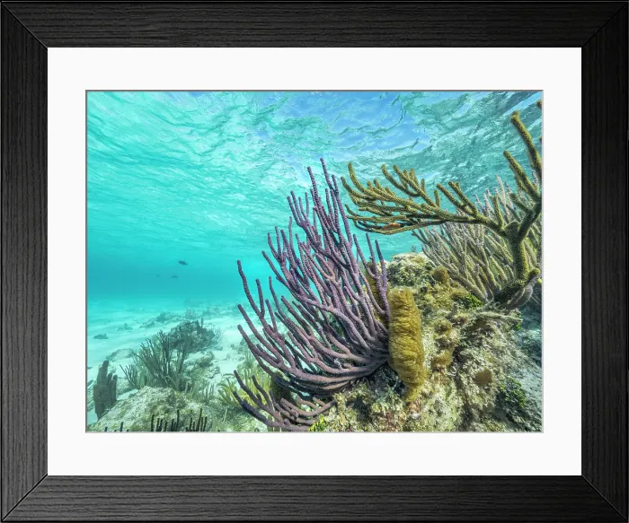 Framed Print : North Sound Reefscape, Grand Cayman, Cayman Islands, British West Indies Framed Print : North Sound Reefscape, Grand Cayman, Cayman Islands, British West Indies