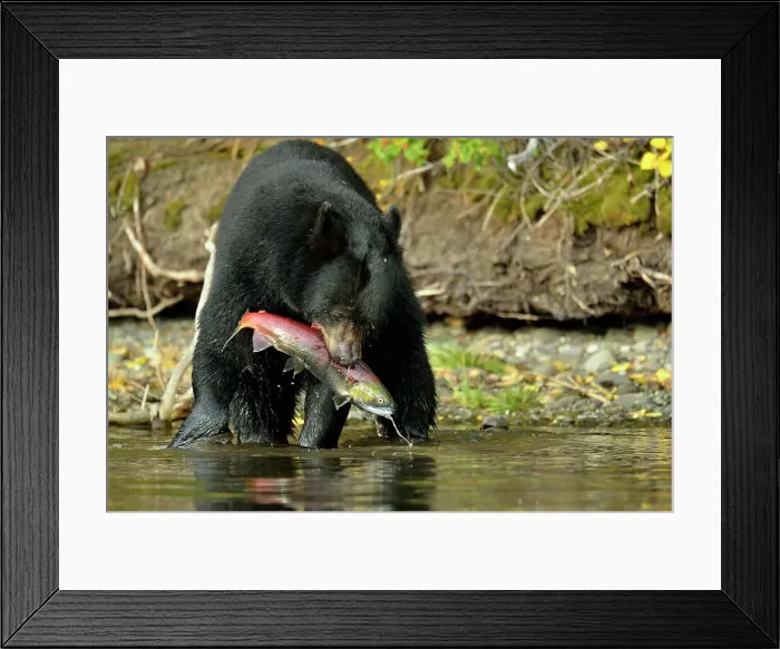 Framed Print : Black bear (Ursus americanus)- Capturing spawning sockeye salmon, Chilcotin Wilderness, British Columbia, Canada Framed Print : Black bear (Ursus americanus)- Capturing spawning sockeye salmon, Chilcotin Wilderness, British Columbia, Canada