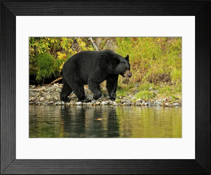 Framed Print : Black bear (Ursus americanus)- Searching for spawning sockeye salmon, Chilcotin Wilderness, British Columbia, Canada Framed Print : Black bear (Ursus americanus)- Searching for spawning sockeye salmon, Chilcotin Wilderness, British Columbia, Canada
