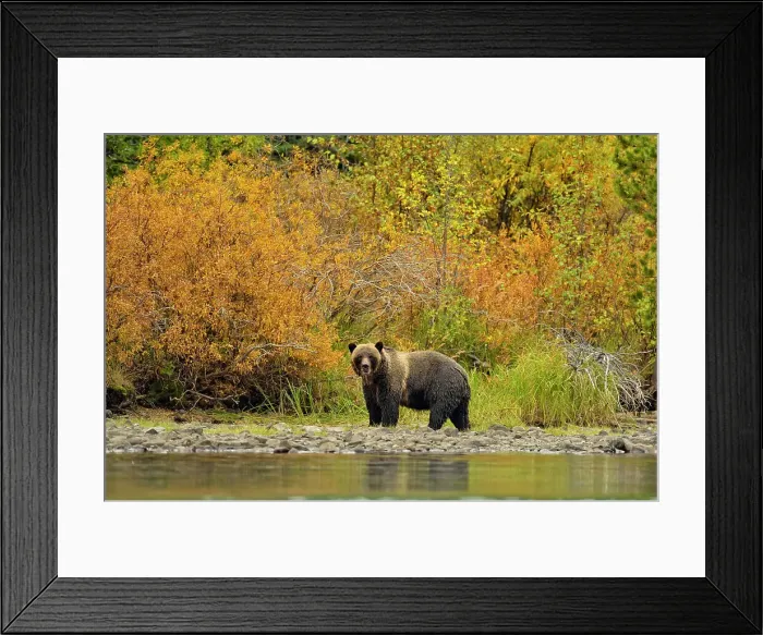 Framed Print : Grizzly bear (Ursus arctos)- Hunting for spawning salmon along the shoreline of a salmon river, Chilcotin Wilderness, BC Interior, Canada Framed Print : Grizzly bear (Ursus arctos)- Hunting for spawning salmon along the shoreline of a salmon river, Chilcotin Wilderness, BC Interior, Canada