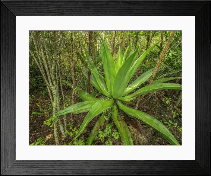 Framed Print : Wild Agave (Agave caymanensis) in forest habitat on Grand Cayman, Cayman Islands, British West Indies. Also known as Century Plant Framed Print : Wild Agave (Agave caymanensis) in forest habitat on Grand Cayman, Cayman Islands, British West Indies. Also known as Century Plant