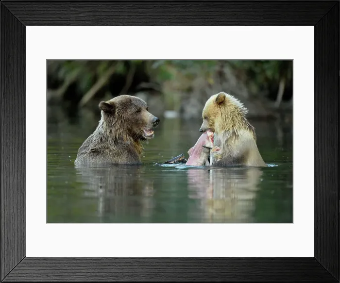 Framed Print : Grizzly bear (Ursus arctos)- first-year white cub and brown mother feeding on salmon on Chilko River, Chilcotin Wilderness, BC Interior, Canada