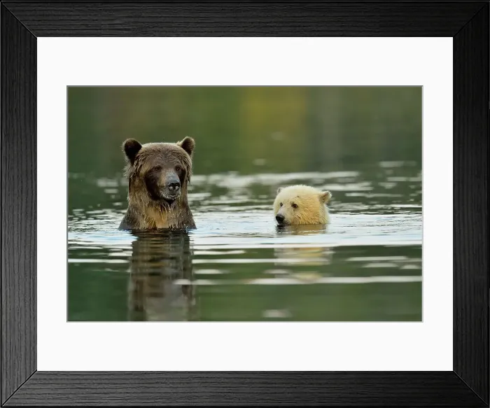 Framed Print : Grizzly bear (Ursus arctos)- first-year white cub and brown mother feeding on salmon on Chilko River, Chilcotin Wilderness, BC Interior, Canada Framed Print : Grizzly bear (Ursus arctos)- first-year white cub and brown mother feeding on salmon on Chilko River, Chilcotin Wilderness, BC Interior, Canada