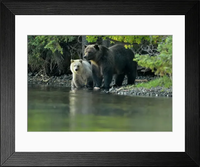 Framed Print : Grizzly bear (Ursus arctos)- white first-year cub with brown mother feeding on salmon on Chilko River, Chilcotin Wilderness, BC Interior, Canada Framed Print : Grizzly bear (Ursus arctos)- white first-year cub with brown mother feeding on salmon on Chilko River, Chilcotin Wilderness, BC Interior, Canada