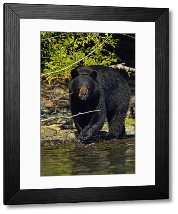 Framed Print : Black bear (Ursus americanus)- Searching for spawning sockeye salmon, Chilcotin Wilderness, British Columbia, Canada Framed Print : Black bear (Ursus americanus)- Searching for spawning sockeye salmon, Chilcotin Wilderness, British Columbia, Canada