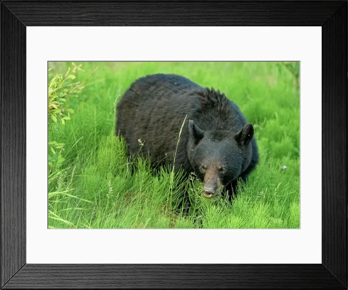 Framed Print : American Black bear (Ursus americanus) Feeding on roadside plants, Jasper National Park, Alberta, Canada Framed Print : American Black bear (Ursus americanus) Feeding on roadside plants, Jasper National Park, Alberta, Canada