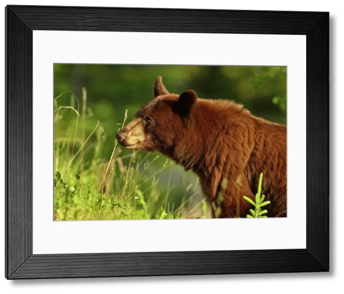 Framed Print : American Black bear (Ursus americanus) Cinnamon variety feeding on roadside plants, Jasper National Park, Alberta, Canada Framed Print : American Black bear (Ursus americanus) Cinnamon variety feeding on roadside plants, Jasper National Park, Alberta, Canada
