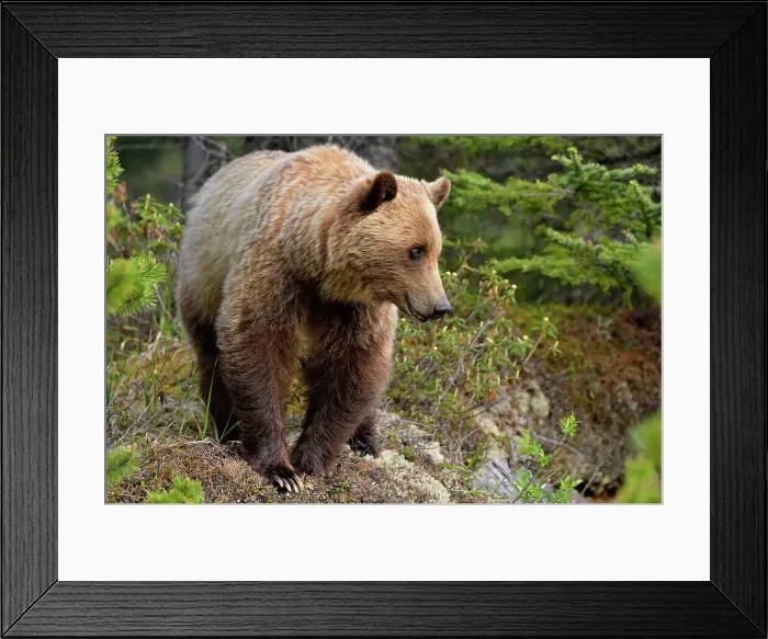 Framed Print : Grizzly bear (Ursus arctos), Jasper National Park, Alberta, Canada Framed Print : Grizzly bear (Ursus arctos), Jasper National Park, Alberta, Canada