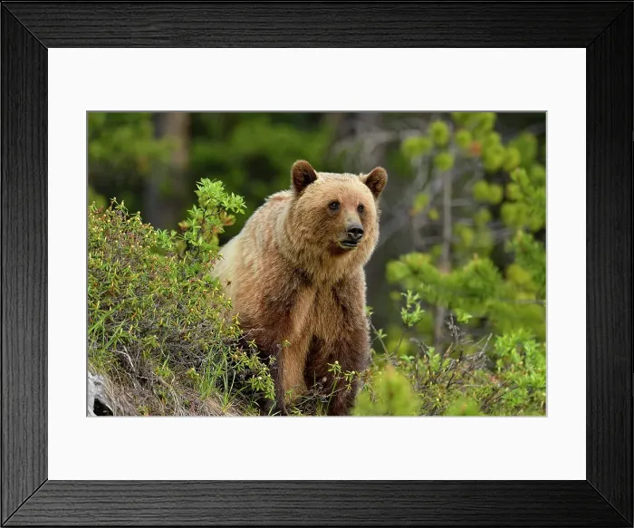 Framed Print : Grizzly bear (Ursus arctos), Jasper National Park, Alberta, Canada Framed Print : Grizzly bear (Ursus arctos), Jasper National Park, Alberta, Canada