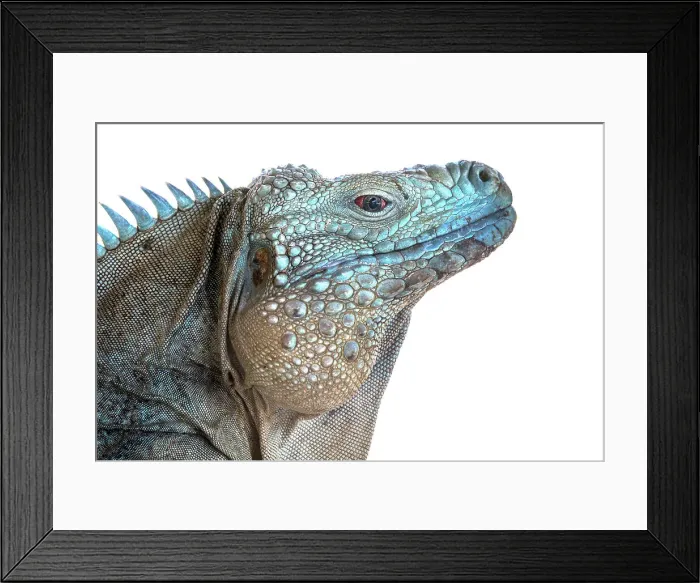 Framed Print : A critically endangered Blue Iguana (Cyclura lewisi) male on Grand Cayman, Cayman Islands, British West Indies Framed Print : A critically endangered Blue Iguana (Cyclura lewisi) male on Grand Cayman, Cayman Islands, British West Indies