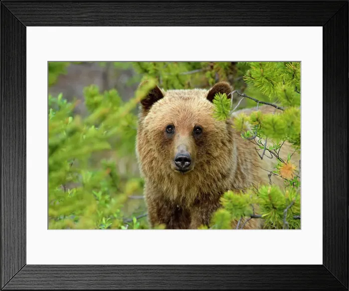 Framed Print : Grizzly bear (Ursus arctos), Jasper National Park, Alberta, Canada Framed Print : Grizzly bear (Ursus arctos), Jasper National Park, Alberta, Canada