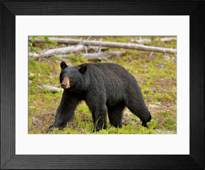 Framed Print : American Black bear (Ursus americanus) Foraging for roadside plants, Jasper National Park, Alberta, Canada Framed Print : American Black bear (Ursus americanus) Foraging for roadside plants, Jasper National Park, Alberta, Canada