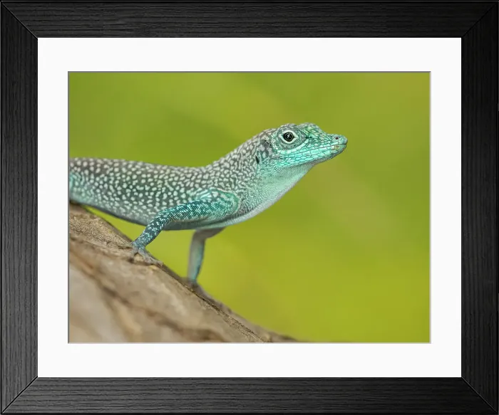 Framed Print : Grand Cayman Anole (Anolis conspersus), Garnd Cayman, British West Indies Framed Print : Grand Cayman Anole (Anolis conspersus), Garnd Cayman, British West Indies
