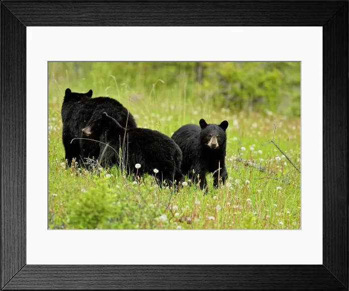 Framed Print : American Black bear (Ursus americanus) Sow and cubs foraging near road, Banff National Park, Alberta, Canada Framed Print : American Black bear (Ursus americanus) Sow and cubs foraging near road, Banff National Park, Alberta, Canada