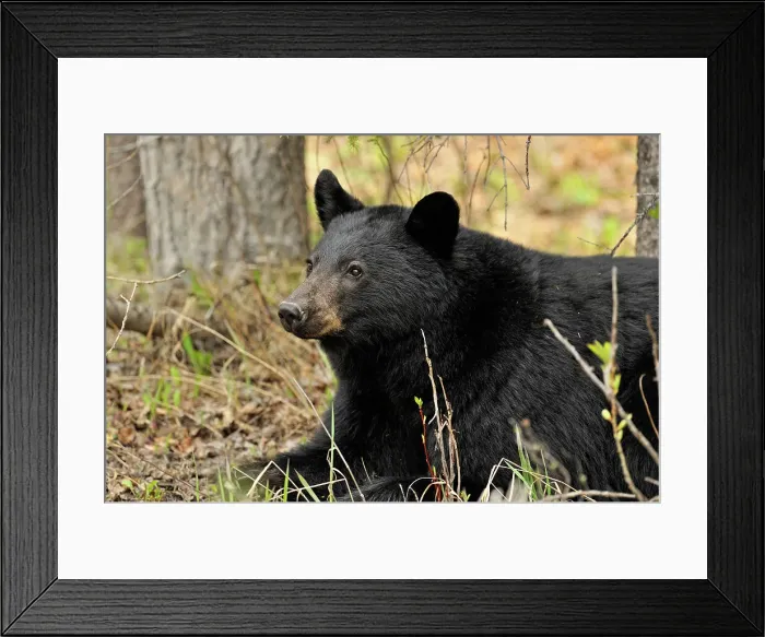 Framed Print : American Black bear (Ursus americanus) Roadside specimen feeding on grasses and plants in spring, Banff NP, Alberta, Canada Framed Print : American Black bear (Ursus americanus) Roadside specimen feeding on grasses and plants in spring, Banff NP, Alberta, Canada