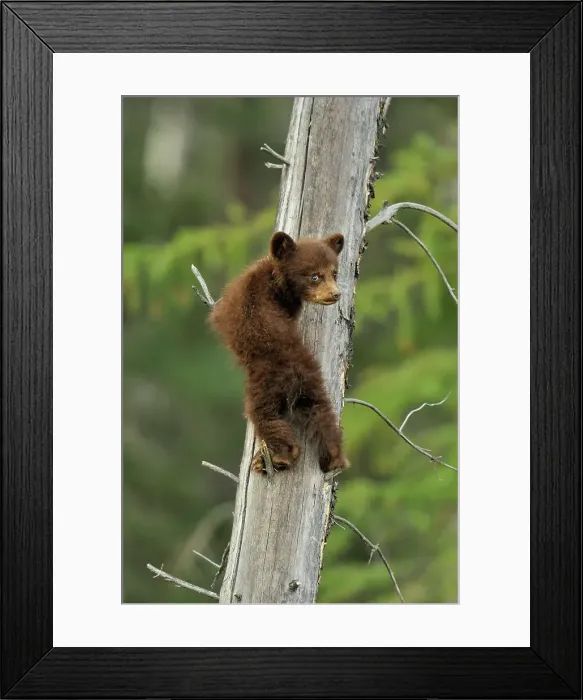 Framed Print : American Black bear (Ursus americanus) Young cub in the safety of a dead snag, Jasper NP, Alberta, Canada Framed Print : American Black bear (Ursus americanus) Young cub in the safety of a dead snag, Jasper NP, Alberta, Canada