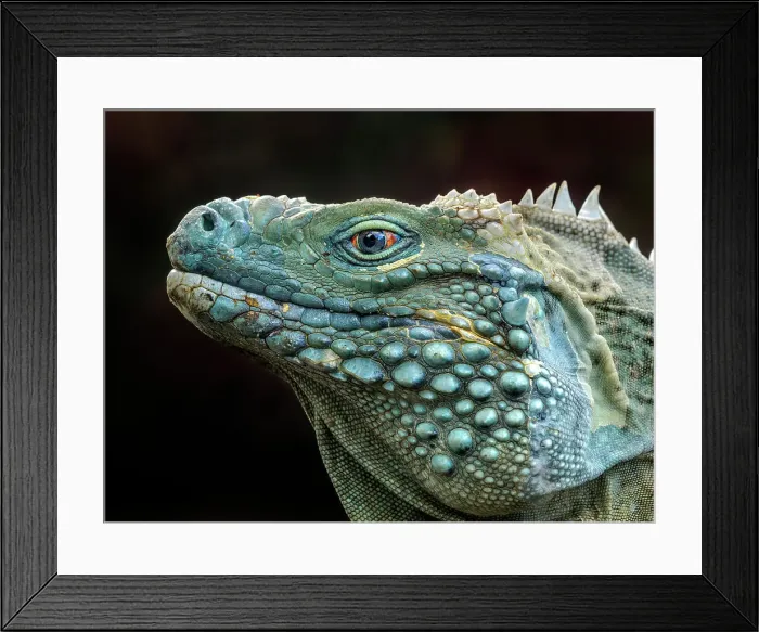 Framed Print : A critically endangered Blue Iguana (Cyclura lewisi) male on Grand Cayman, Cayman Islands, British West Indies Framed Print : A critically endangered Blue Iguana (Cyclura lewisi) male on Grand Cayman, Cayman Islands, British West Indies