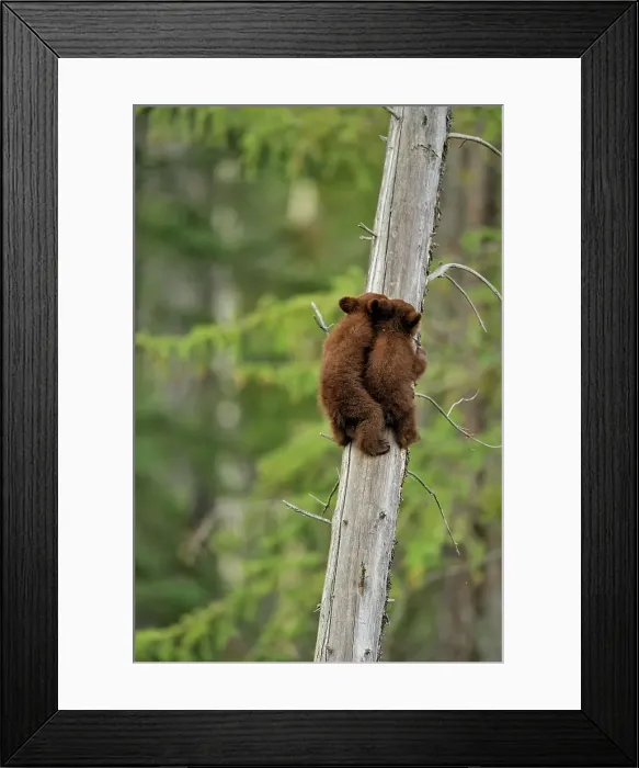 Framed Print : American Black bear (Ursus americanus) Two young cubs playing in the safety of a dead snag, Jasper NP, Alberta, Canada Framed Print : American Black bear (Ursus americanus) Two young cubs playing in the safety of a dead snag, Jasper NP, Alberta, Canada
