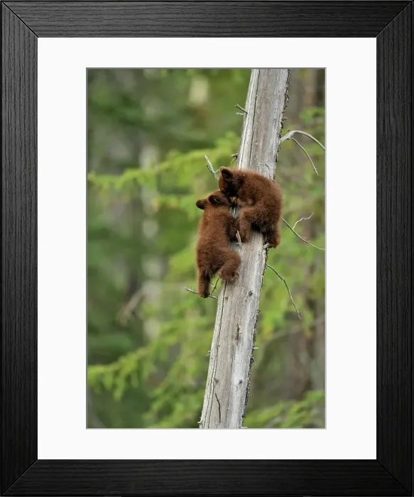 Framed Print : American Black bear (Ursus americanus) Two young cubs playing in the safety of a dead snag, Jasper NP, Alberta, Canada Framed Print : American Black bear (Ursus americanus) Two young cubs playing in the safety of a dead snag, Jasper NP, Alberta, Canada