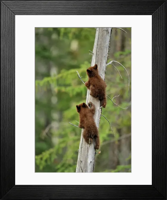 Framed Print : American Black bear (Ursus americanus) Two young cubs playing in the safety of a dead snag, Jasper NP, Alberta, Canada Framed Print : American Black bear (Ursus americanus) Two young cubs playing in the safety of a dead snag, Jasper NP, Alberta, Canada