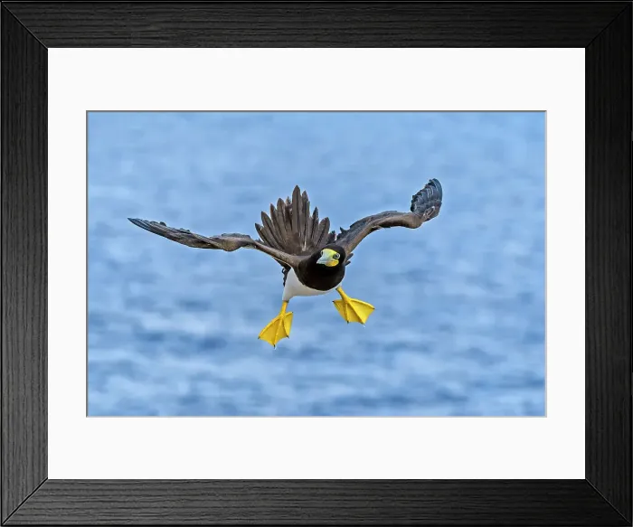 Framed Print : Brown Booby (Sula leucogaster) in flight, Cayman Brac, Cayman Islands, British West Indies Framed Print : Brown Booby (Sula leucogaster) in flight, Cayman Brac, Cayman Islands, British West Indies