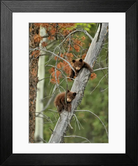 Framed Print : American Black bear (Ursus americanus) Two young cubs playing in the safety of a dead snag, Jasper NP, Alberta, Canada Framed Print : American Black bear (Ursus americanus) Two young cubs playing in the safety of a dead snag, Jasper NP, Alberta, Canada