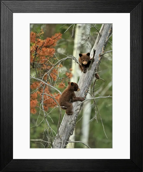 Framed Print : American Black bear (Ursus americanus) Two young cubs playing in the safety of a dead snag, Jasper NP, Alberta, Canada Framed Print : American Black bear (Ursus americanus) Two young cubs playing in the safety of a dead snag, Jasper NP, Alberta, Canada
