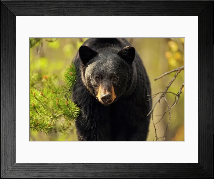 Framed Print : American Black bear (Ursus americanus) Feeding on grasses and dandelions in spring, Jasper NP, Alberta, Canada Framed Print : American Black bear (Ursus americanus) Feeding on grasses and dandelions in spring, Jasper NP, Alberta, Canada