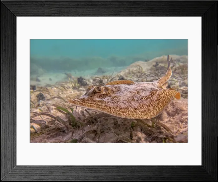 Framed Print : Yellow Stingray (Urobatis jamaicensis), Grand Cayman, Cayman Islands, British West Indies Framed Print : Yellow Stingray (Urobatis jamaicensis), Grand Cayman, Cayman Islands, British West Indies