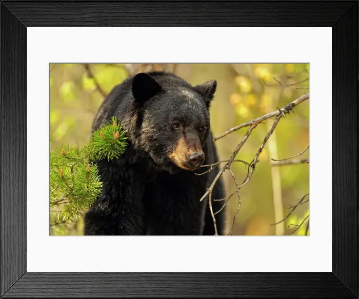 Framed Print : American Black bear (Ursus americanus) Feeding on grasses and dandelions in spring, Jasper NP, Alberta, Canada Framed Print : American Black bear (Ursus americanus) Feeding on grasses and dandelions in spring, Jasper NP, Alberta, Canada