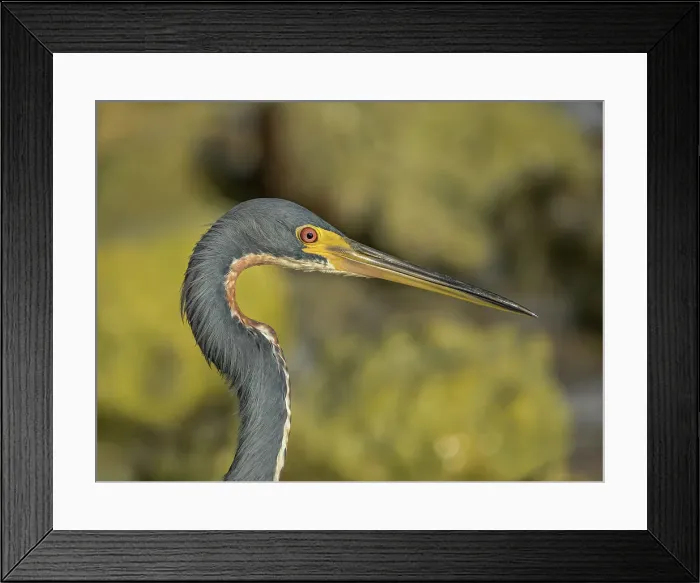 Framed Print : Tricolor Heron (Egretta tricolor), Grand Cayman, Cayman Islands, British West Indies Framed Print : Tricolor Heron (Egretta tricolor), Grand Cayman, Cayman Islands, British West Indies