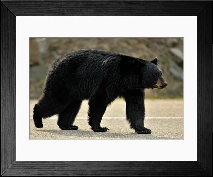 Framed Print : American Black bear (Ursus americanus) Feeding on grasses and dandelions in spring, Jasper NP, Alberta, Canada Framed Print : American Black bear (Ursus americanus) Feeding on grasses and dandelions in spring, Jasper NP, Alberta, Canada